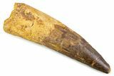 Real Spinosaurus Tooth - Large Dinosaur Tooth #373995-1